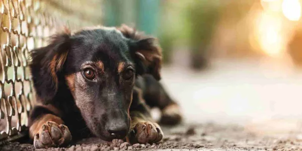 Ley de perros abandonados en Turquía
