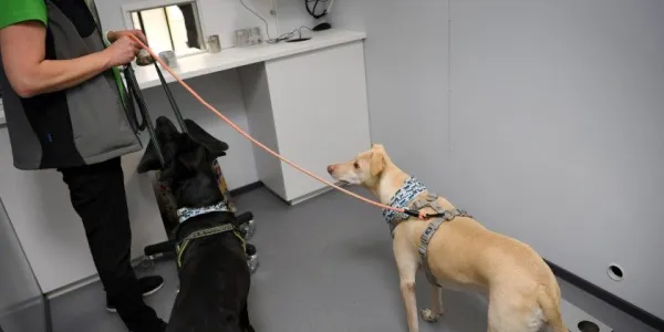 Los perros detectan el coronavirus antes de que aparezcan los síntomas