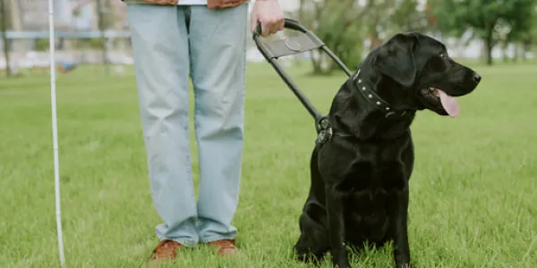 Beneficios de los perros guía