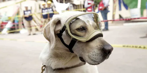 Los perros adiestrados son muy aptos para las personas con disscapacidad