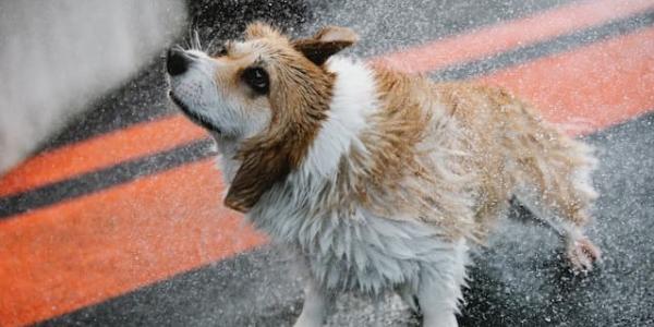 Por qué se sacuden los perros de la lluvia