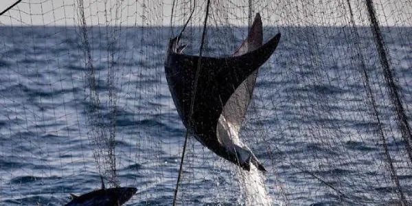 Un alto porcentaje del pescado proviene de la pesca ilegal