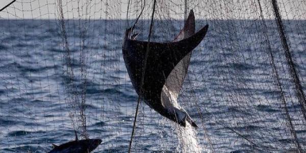 Un alto porcentaje del pescado proviene de la pesca ilegal