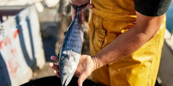 Pescador que tiene bonito del Atlántico recién capturado