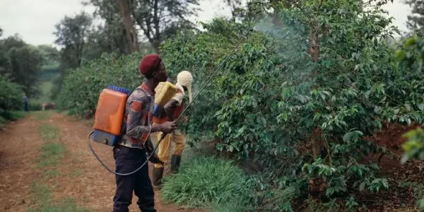 Agricultores africanos aplicando pesticidas en plantas de café