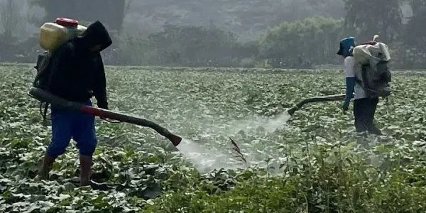 Agricultura abusando de los pesticidas