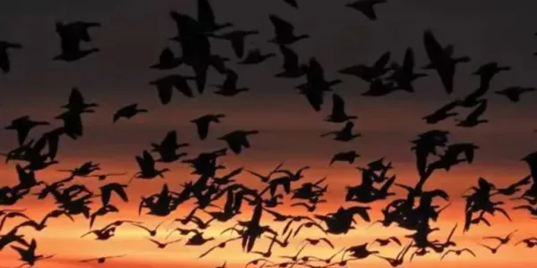 Gansos volando