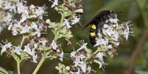 Nuevo estudio relacionado con las picaduras de abejas y avispas