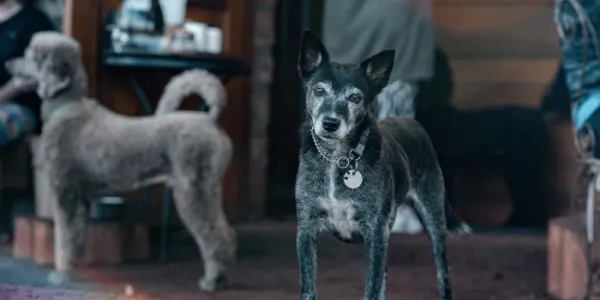 Perro mayor