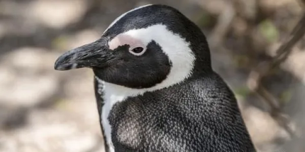 Los pingüinos mueren por falta de comida