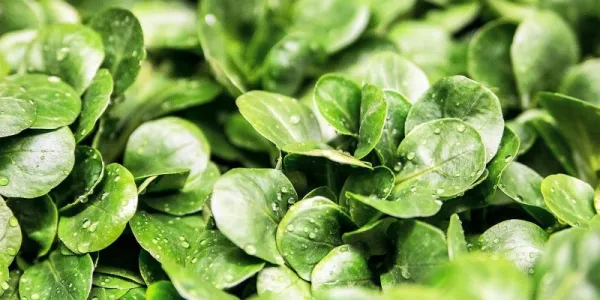 Lechuga