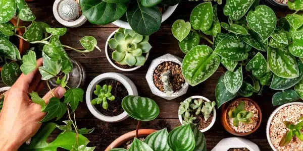 Plantas que son peligrosas