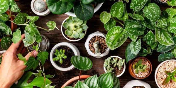 Plantas que son peligrosas