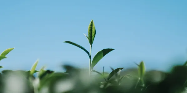Así es la visión de las plantas
