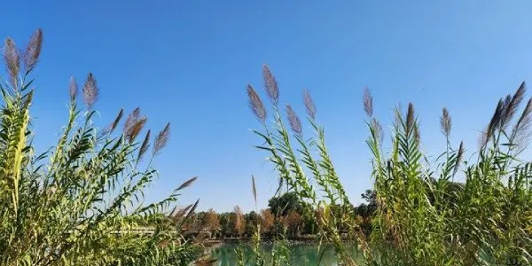 Paisaje con cañas