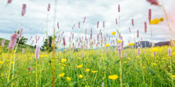 Praderas y ecosistemas naturales