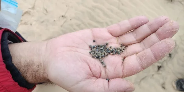 Recogida de plomo en el Cerro de los Ánsares, en Doñana (Huelva)