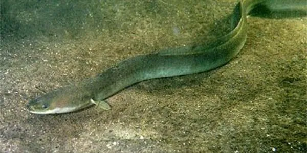 La protección de la vida silvestre es crucial para el planeta