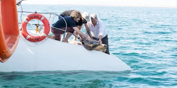 Suelta al mar de una tortuga marina