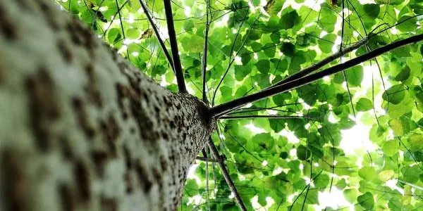 La dendroenergía