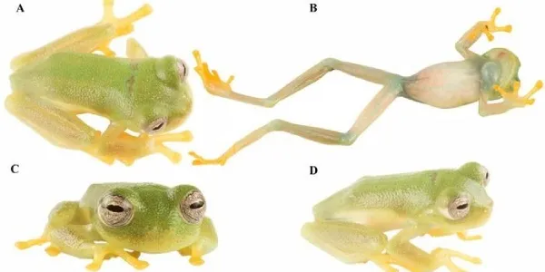 Holotipo vivo de la rana de cristal 'Nymphargus dajomesae sp'
