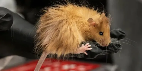 Ratón lanudo
