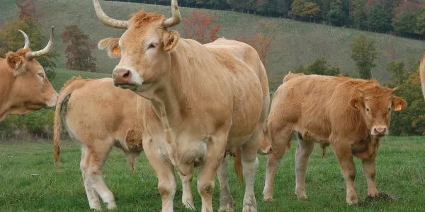 Razas de ganado autóctonas