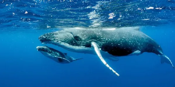 Ballenas azules