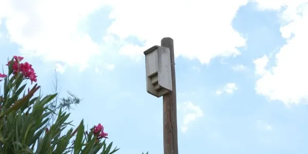 Una de las cajas refugio para murciélagos en Miajadas