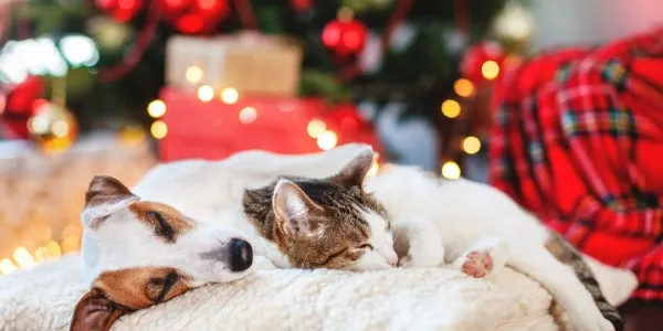 Mascotas descansando en Navidad