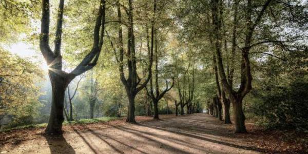 Diferentes plantas durante un momento del día con sol