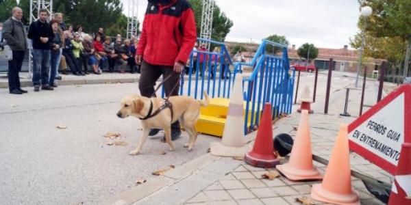 Demostración del trabajo de asistencia en la Fundación ONCE del Perro Guía