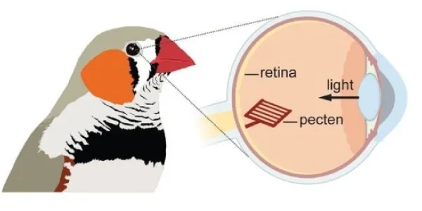 Las retinas de las aves