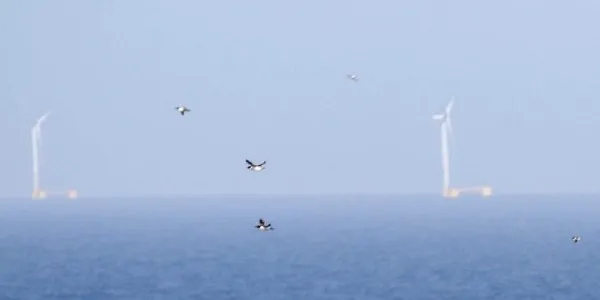Grupo de araos en vuelo frente a un parque eólico flotante en aguas de Escocia