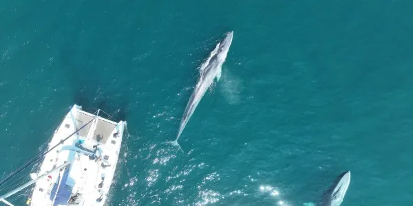 Rorcuales fotografiafos por un dron del IEO