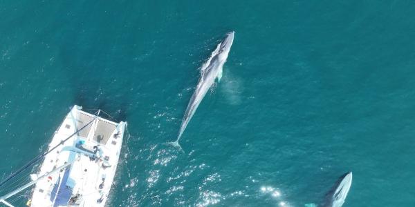 Rorcuales fotografiafos por un dron del IEO
