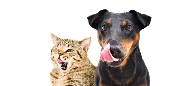La salud de las mascotas también depende de los comederos y bebederos