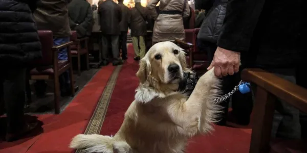 Los dueños de mascotas, devotos del patrón, llevan a perros, gatos, canarios y todo tipo de animales, muy engalanados, a recibir la bendición de San Antonio Abad / EL PAÍS
