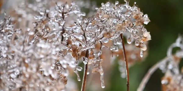 Flores secas de hortensia en un arbusto cubiertas de hielo