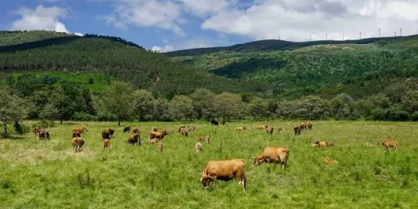 Sector ganadero español reduce emisiones de amoniaco