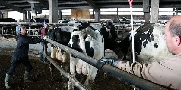 El sector ganadero y sus denuncias ante los precios