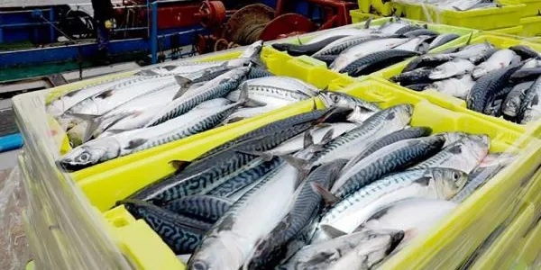 Pescados