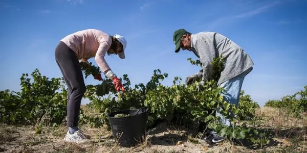 Viñaderos de la Bodega Rodríguez y Sanzo en Valladolid.