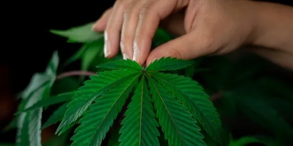 Las semillas de CBD y sus plantas