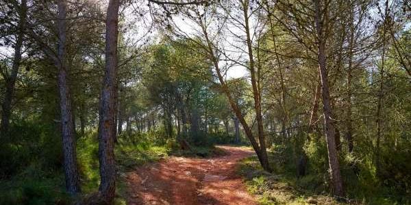 Bosques mediterráneos afectados por la sequía