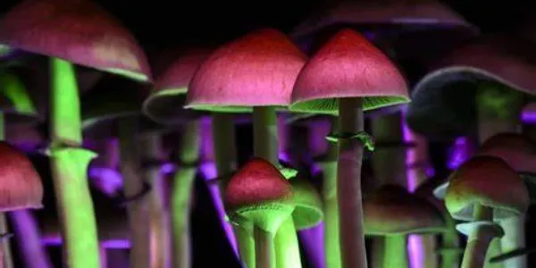 La psilocibina y combatir la adicción a la cocaína