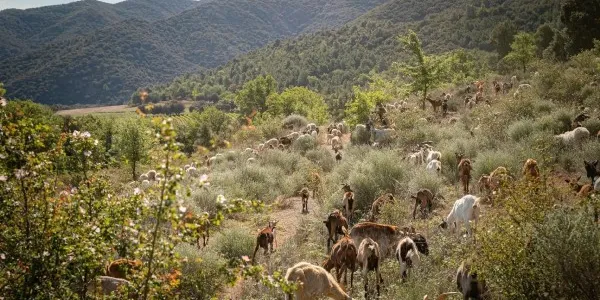 La familia Torres se encarga de gestión forestal de unas 1.800 hectáreas de bosque en Cataluña.