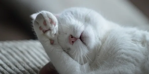 Gato dormido