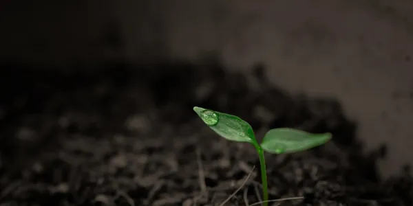 Hoja de una planta naciendo del suelo