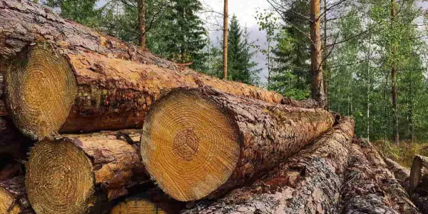 La temperatura global y los residuos de madera